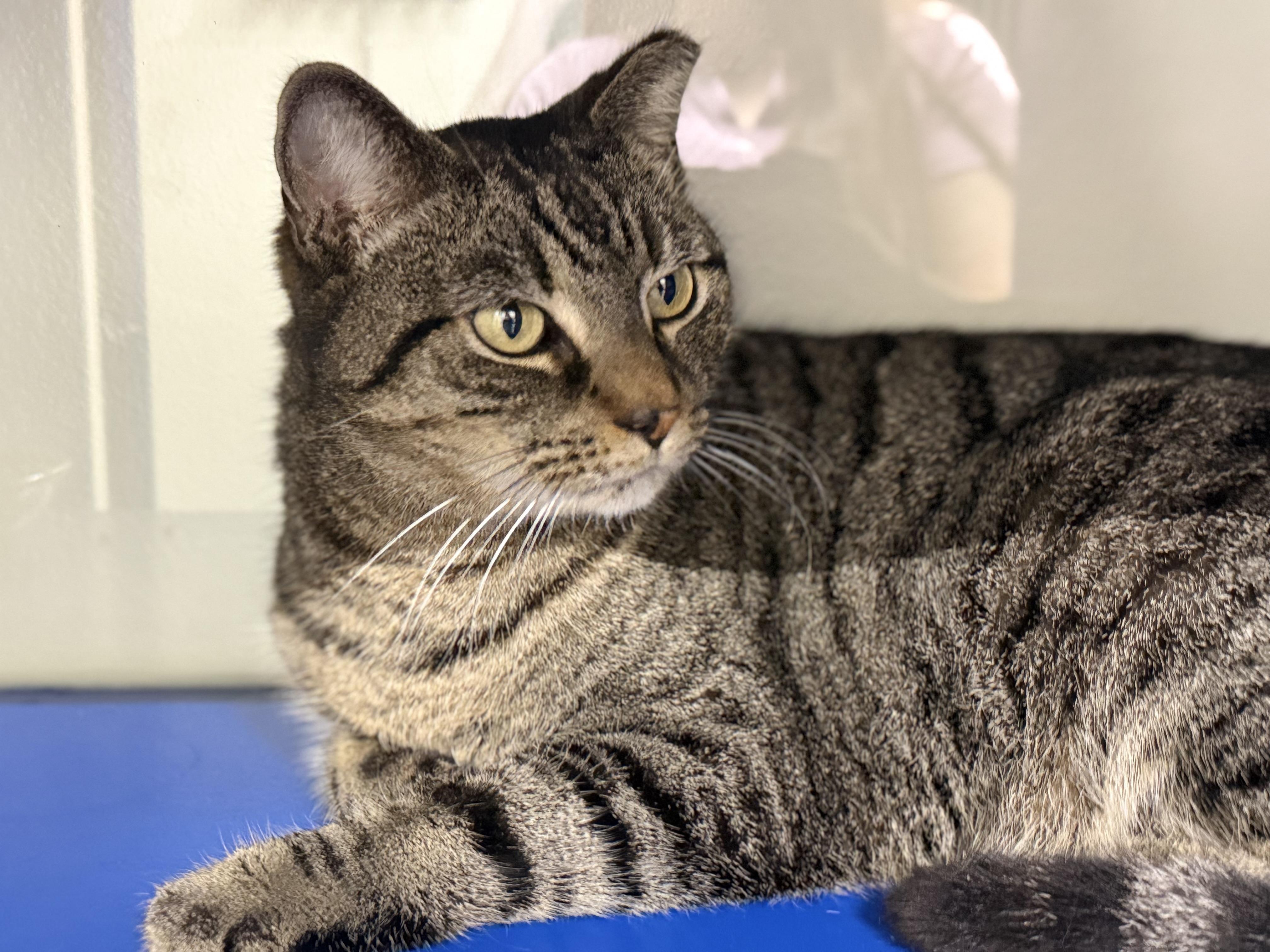 Enlarge Optima, an adopted Domestic Short Hair in Lauderhill, FL image 4/4