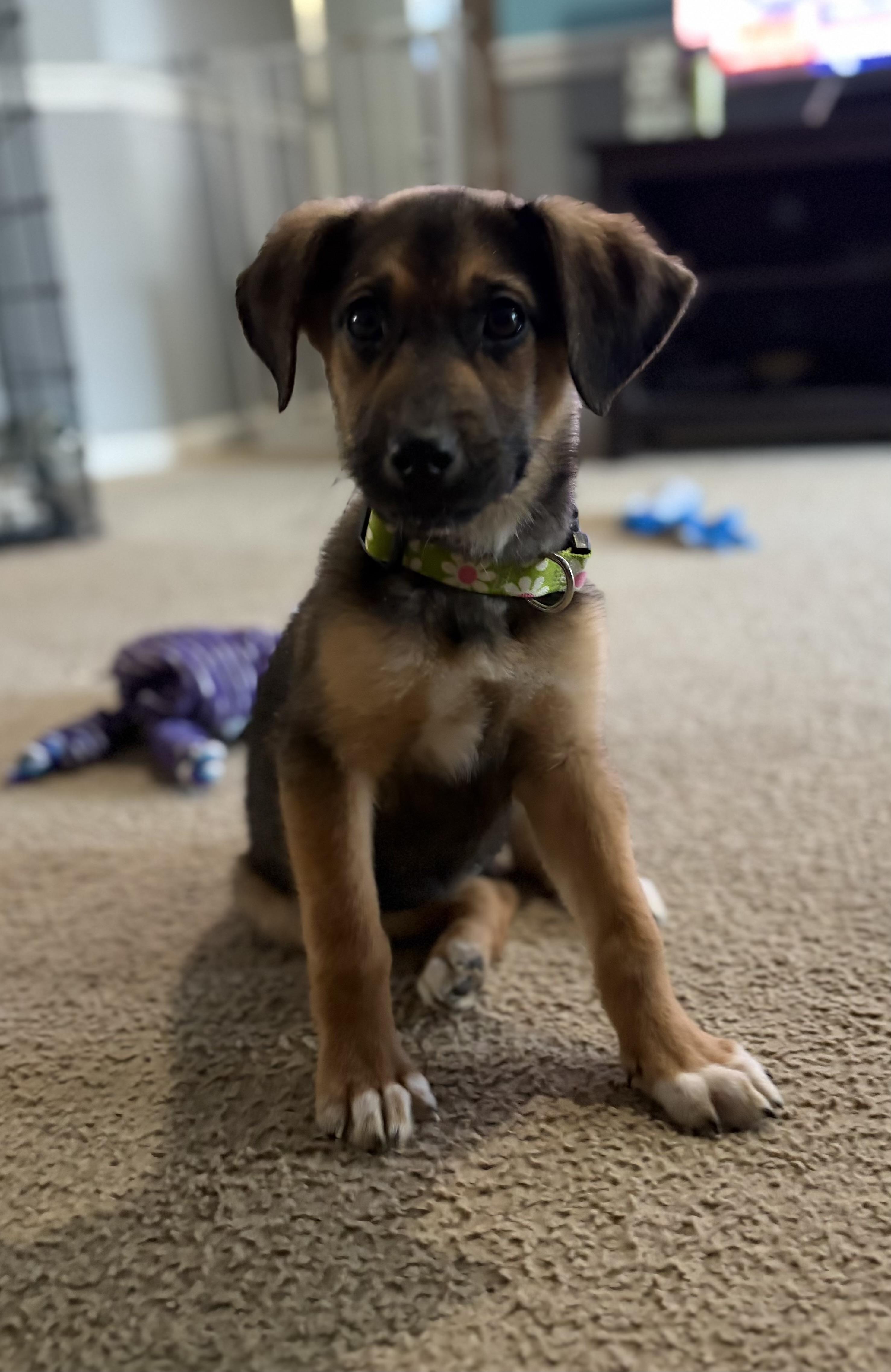 Shelly, adopted, Young Female Mixed Breed.