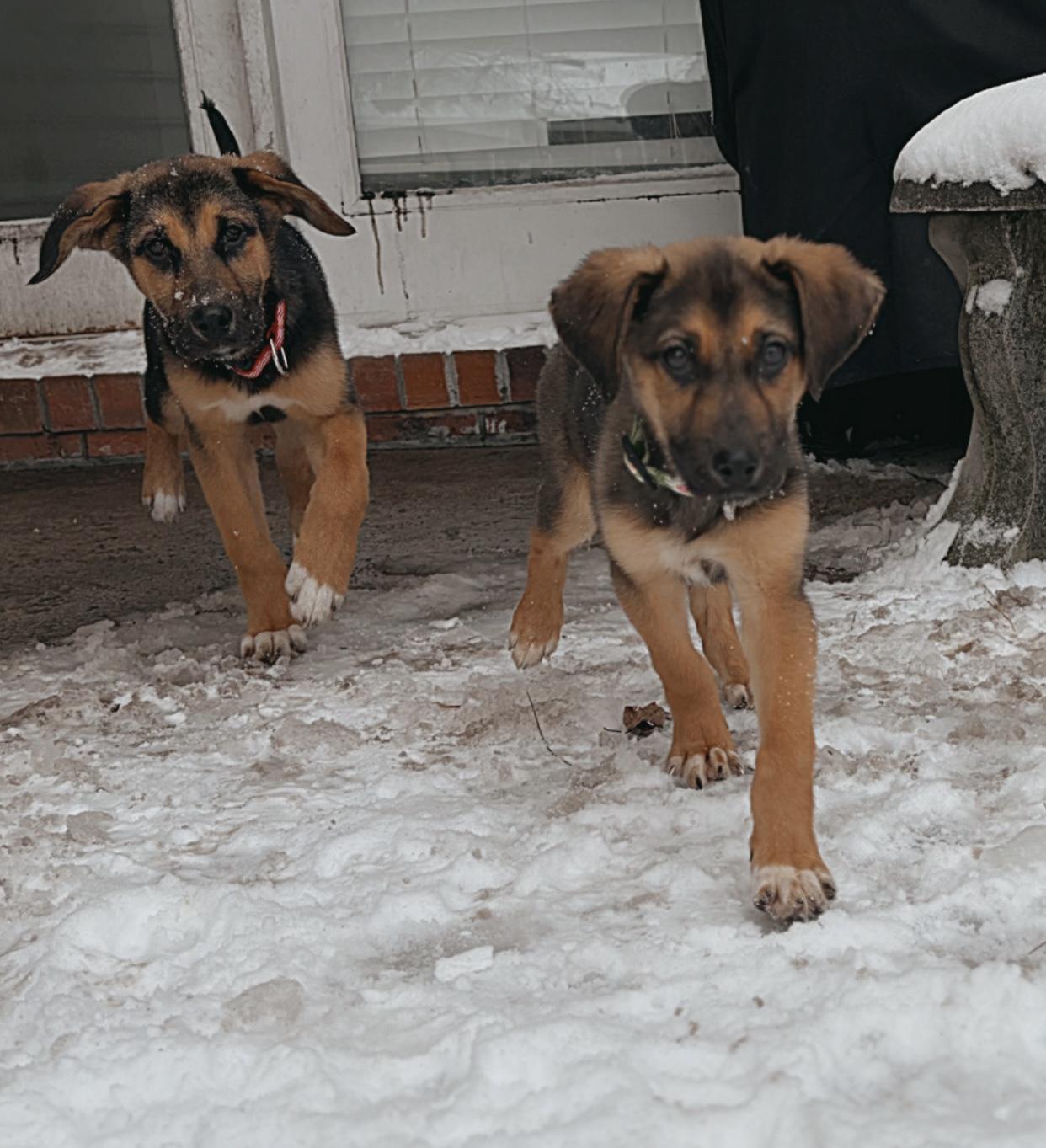 Shelly, an adopted mixed breed in Beaufort, NC image 3/3