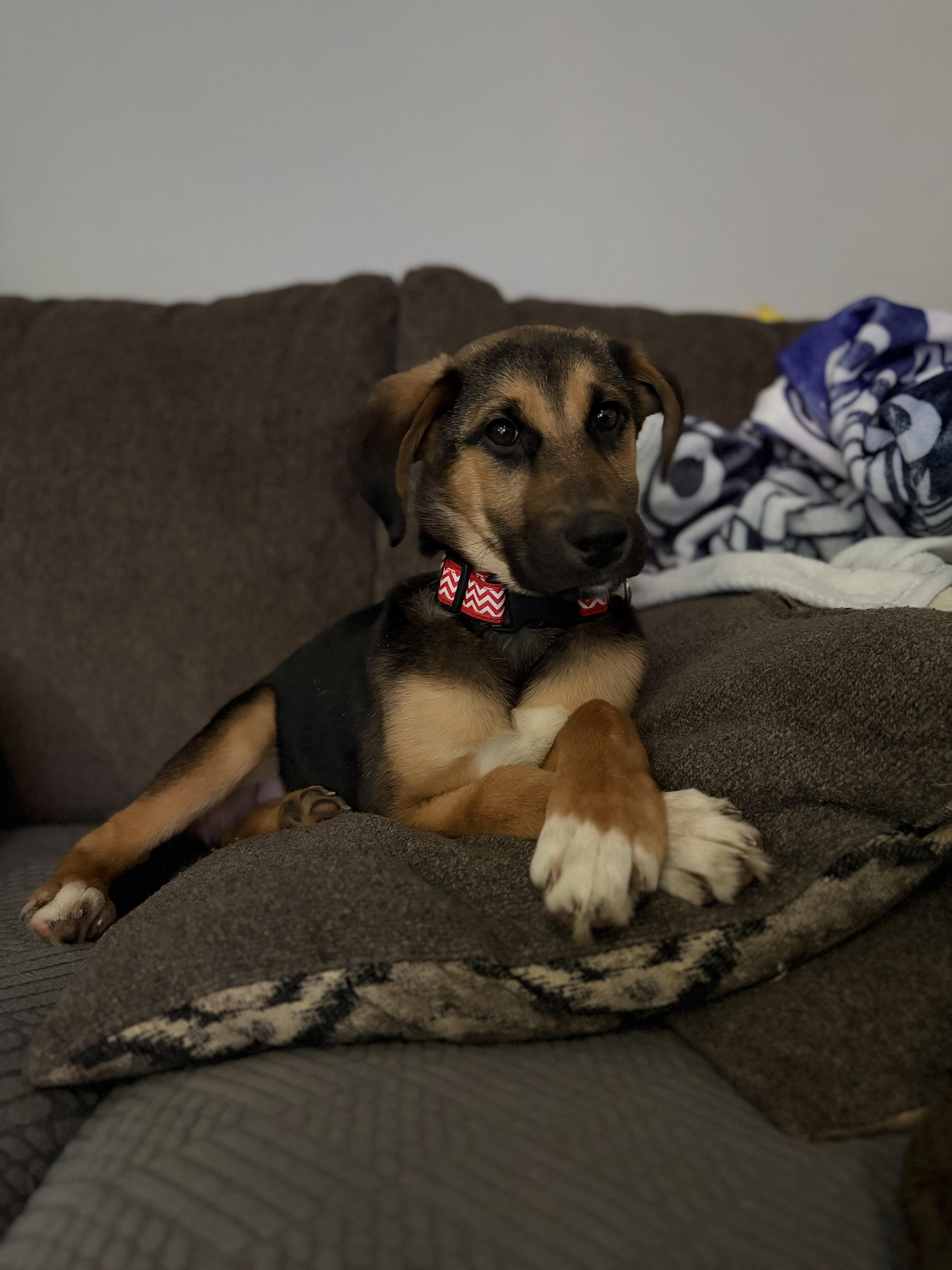 Shelly, an adopted mixed breed in Beaufort, NC image 2/3