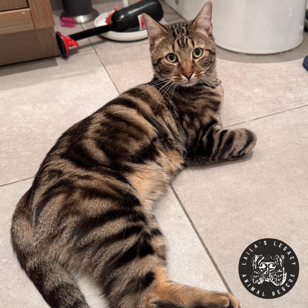 Moonie, Adoptable, Adult Male Domestic Short Hair.