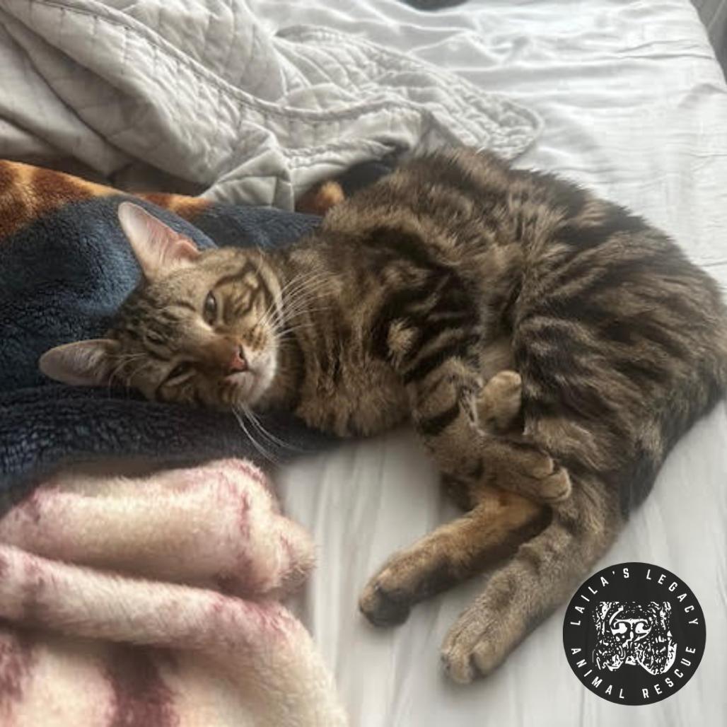 Moonie, a Adoptable Domestic Short Hair in Washington, DC image 2/5