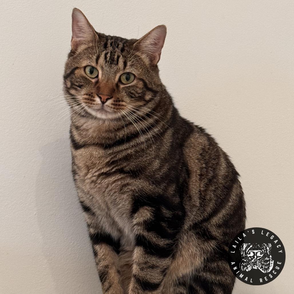 Moonie, a Adoptable Domestic Short Hair in Washington, DC image 3/5