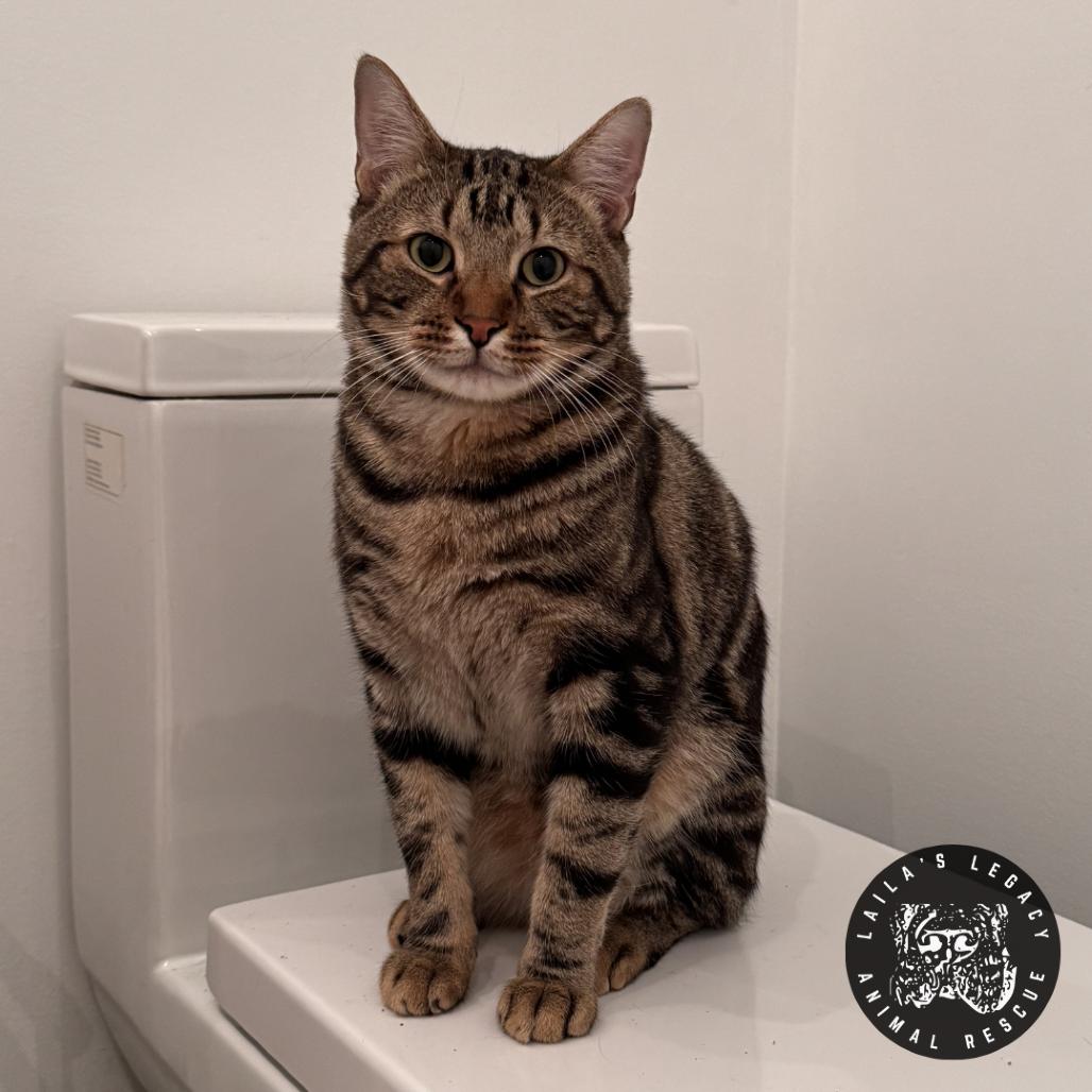 Moonie, a Adoptable Domestic Short Hair in Washington, DC image 4/5
