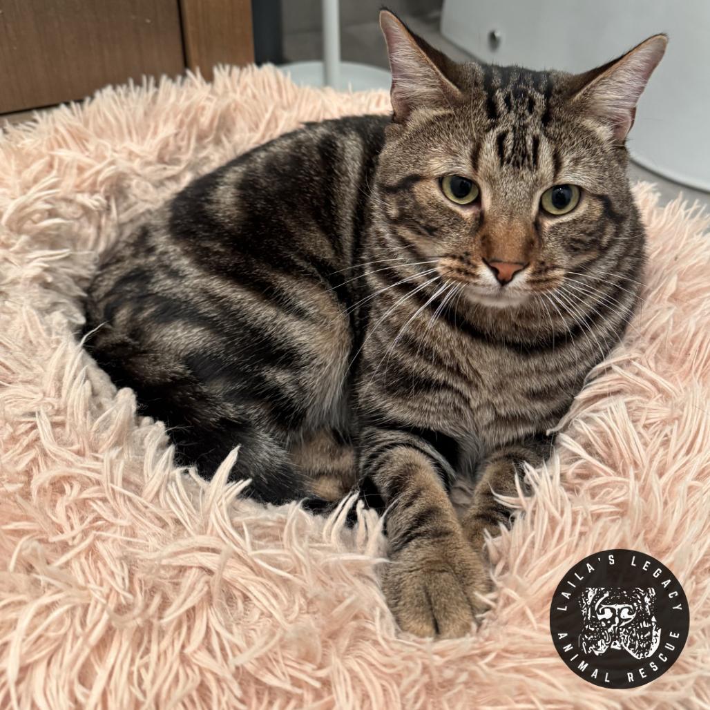Moonie, a Adoptable Domestic Short Hair in Washington, DC image 5/5