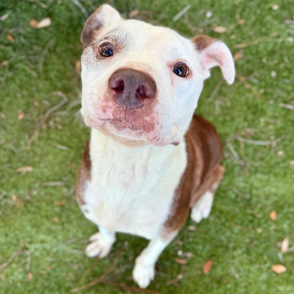 Diesel, Adoptable, Senior Male Pit Bull Terrier.