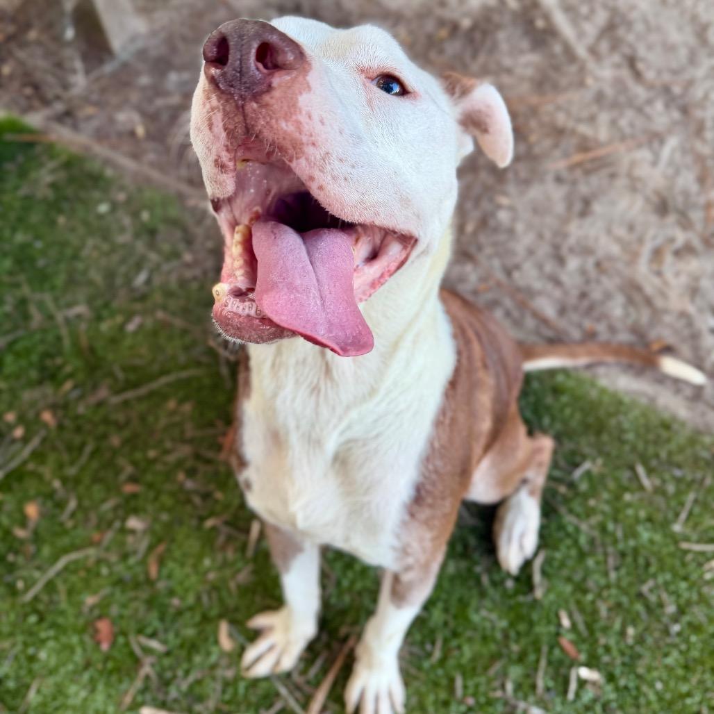 Enlarge Diesel, a Adoptable Pit Bull Terrier in Milton, FL image 2/2