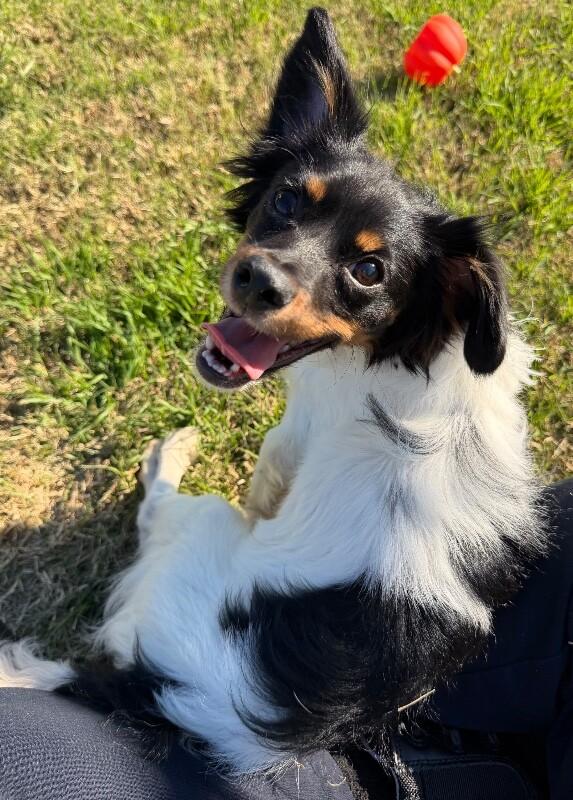 Gelato, Adoptable, Adult Male Chihuahua & Papillon.
