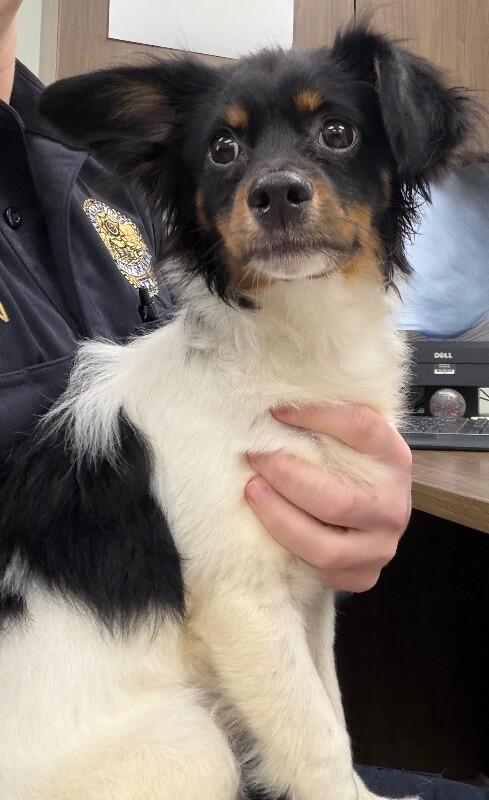 Enlarge Gelato, a Adoptable mixed breed in Katy, TX image 2/5