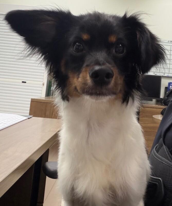 Enlarge Gelato, a Adoptable mixed breed in Katy, TX image 3/5