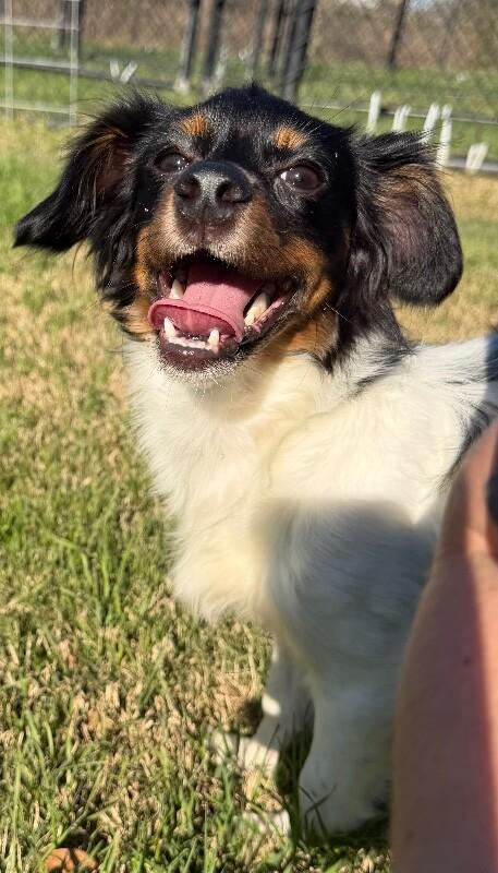 Enlarge Gelato, a Adoptable mixed breed in Katy, TX image 4/5