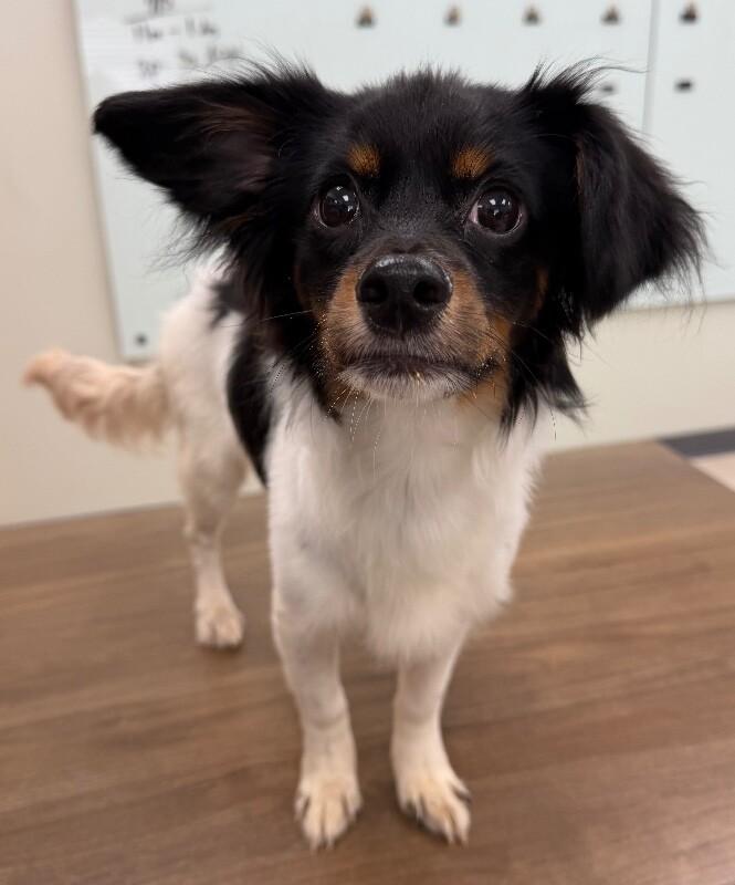 Enlarge Gelato, a Adoptable mixed breed in Katy, TX image 5/5