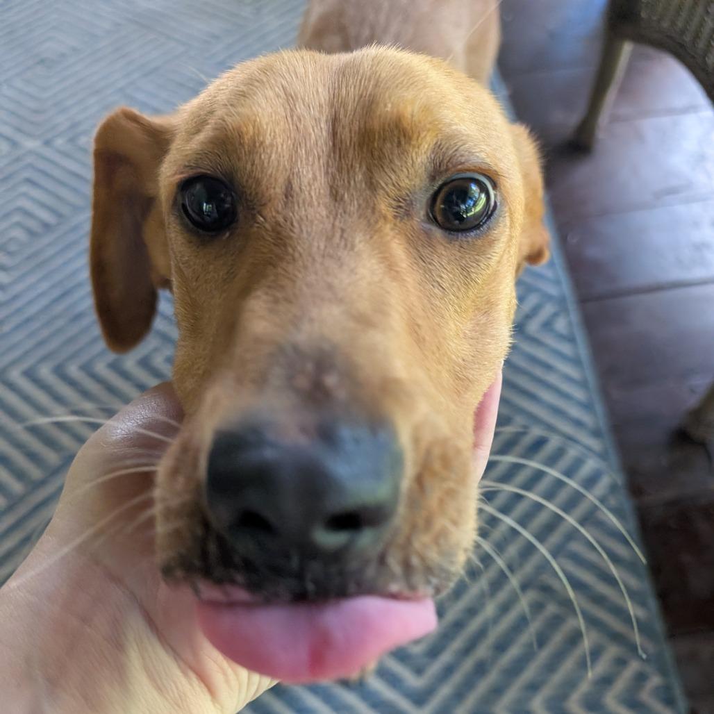 Buggie, Adoptable, Young Female Mixed Breed.