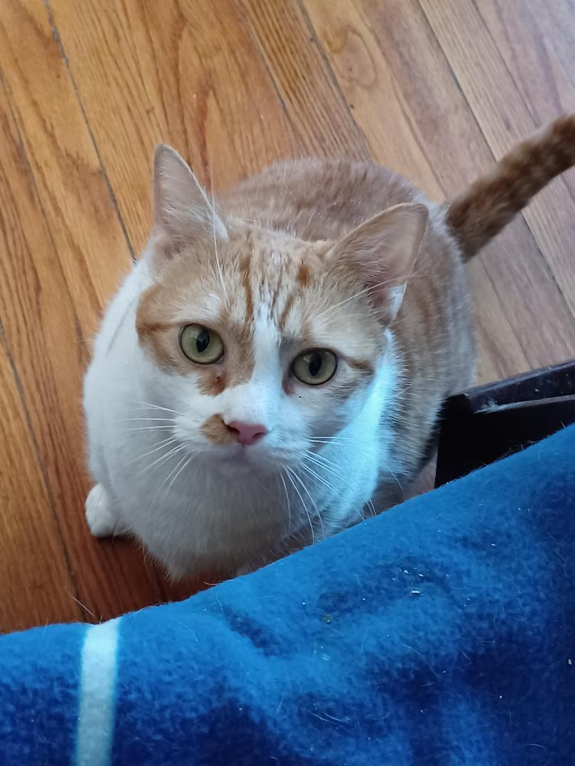 Harley (female- large), Adoptable, Adult Female Domestic Short Hair.