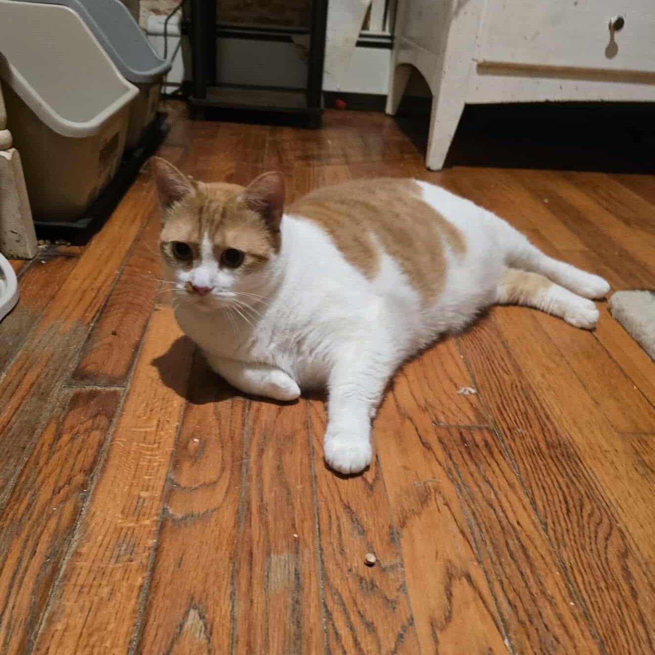 Harley (female- large), a Adoptable Domestic Short Hair image 3/4