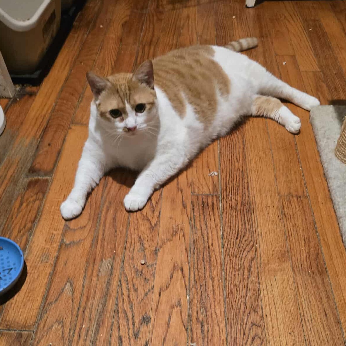 Harley (female- large), a Adoptable Domestic Short Hair image 4/4