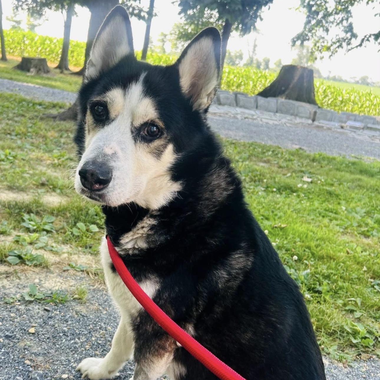Alpha, a ADOPTABLE mixed breed in Myerstown, PA image 1/3