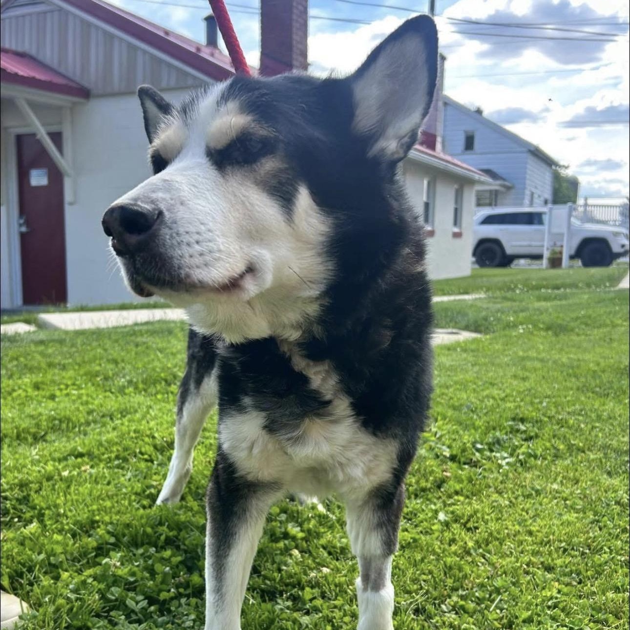 Alpha, a ADOPTABLE mixed breed in Myerstown, PA image 3/3