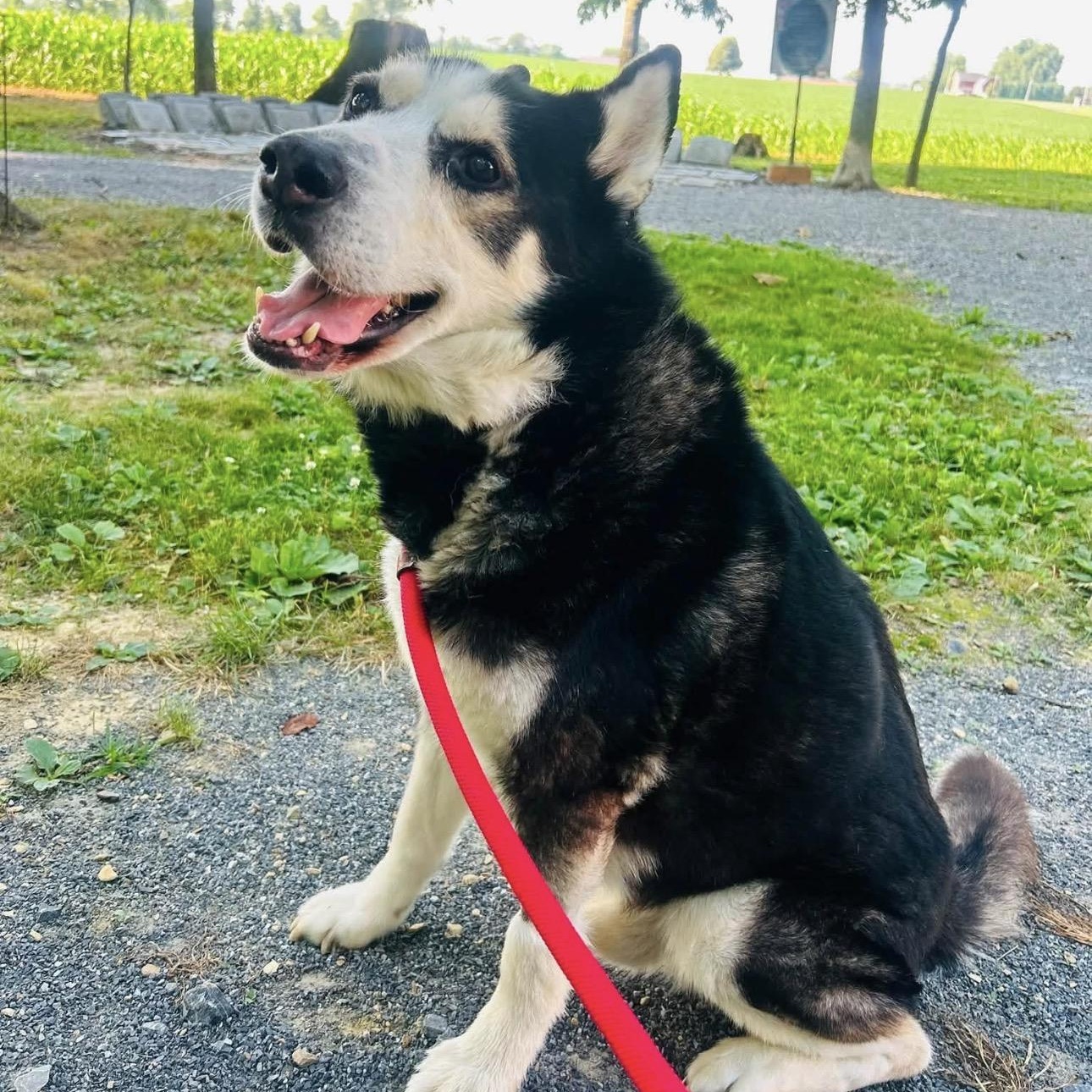 Alpha, a ADOPTABLE mixed breed in Myerstown, PA image 2/3