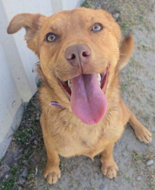 Jane, an adoptable Labrador Retriever in Riverton, WY, 82501 | Photo Image 1