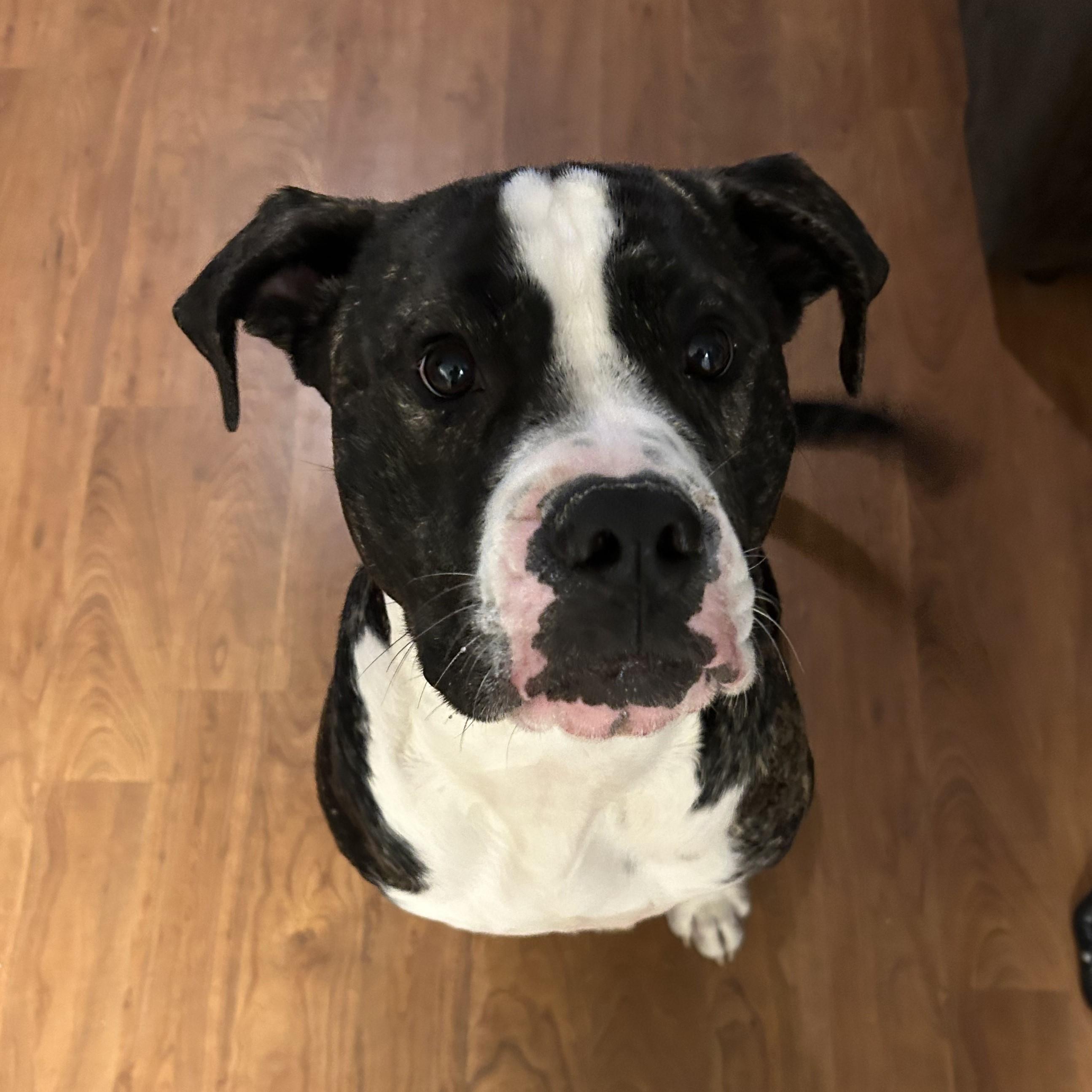 Bowtie — thumbnail 2