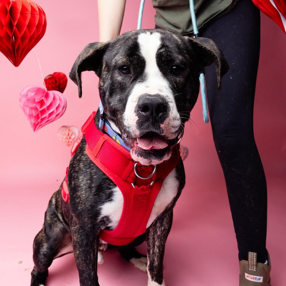 Bowtie — thumbnail 4