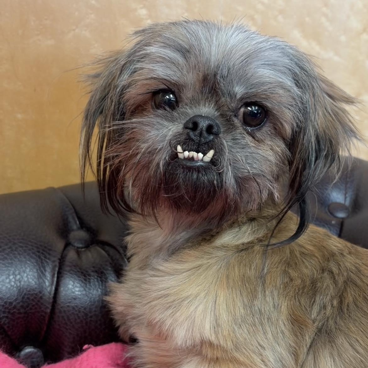 Enlarge Ruby, a ADOPTABLE Shih Tzu in Valparaiso, IN image 1/1