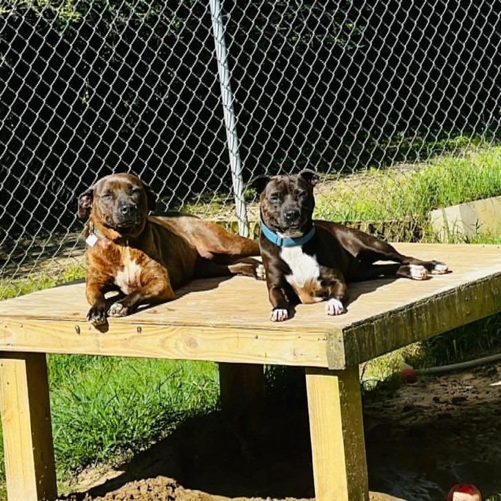 LUCY, Adoptable, Young Female American Bulldog & Hound.