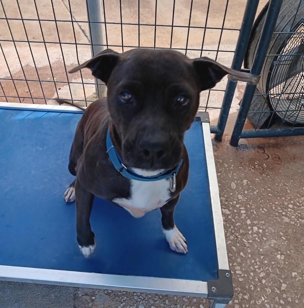 LUCY, a Adoptable mixed breed in Marianna, FL image 2/3