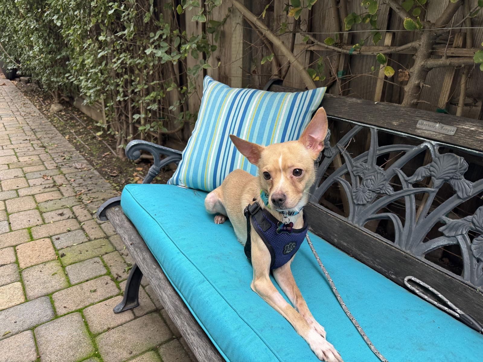 Atti, a Adoptable mixed breed in Santa Clara, CA image 2/3