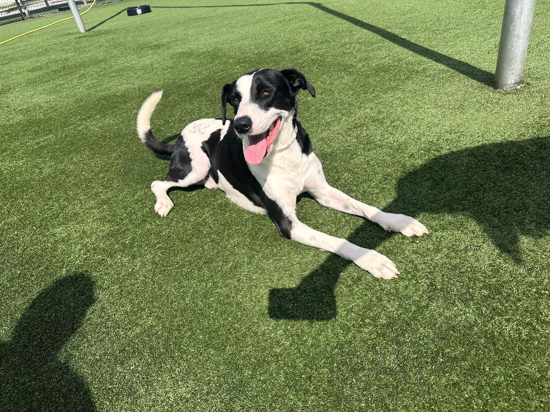 Oreo, an adoptable Labrador Retriever in Houston, TX image 4/6