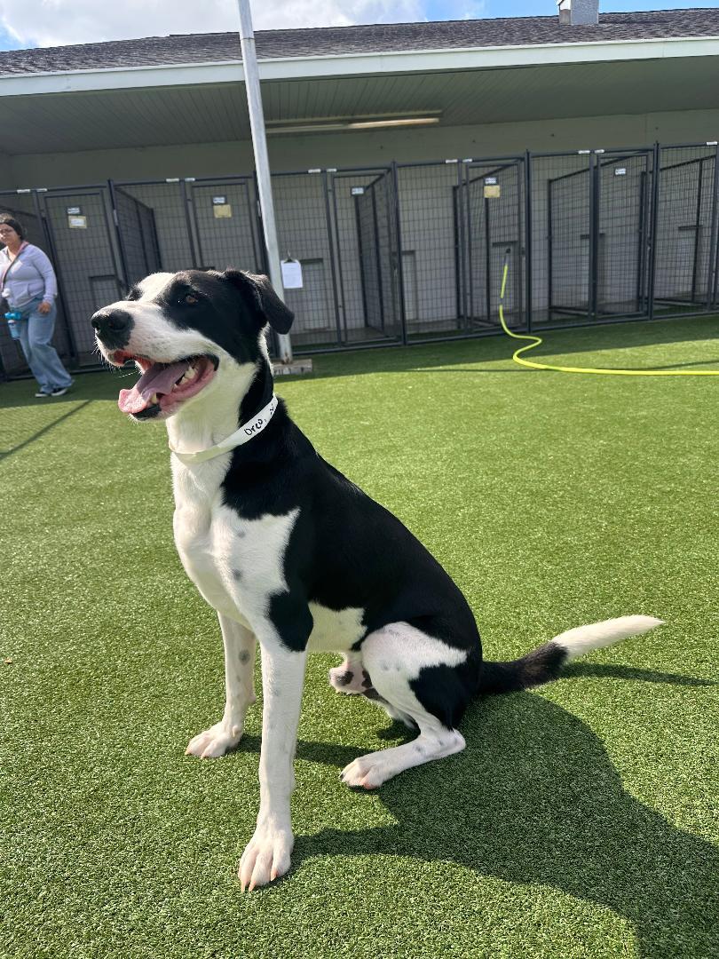 Oreo, an adoptable Labrador Retriever in Houston, TX image 3/6