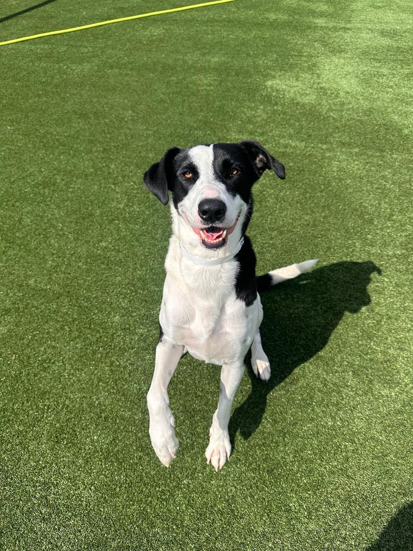 Oreo, ADOPTABLE, Adult Male Labrador Retriever.