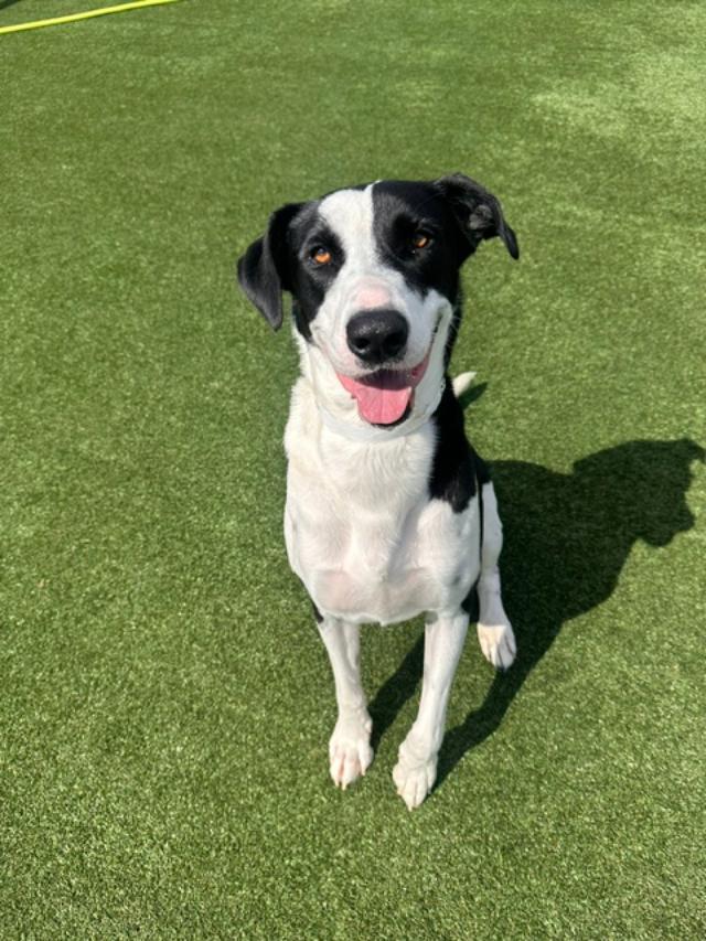 Oreo, an adoptable Labrador Retriever in Houston, TX image 2/6