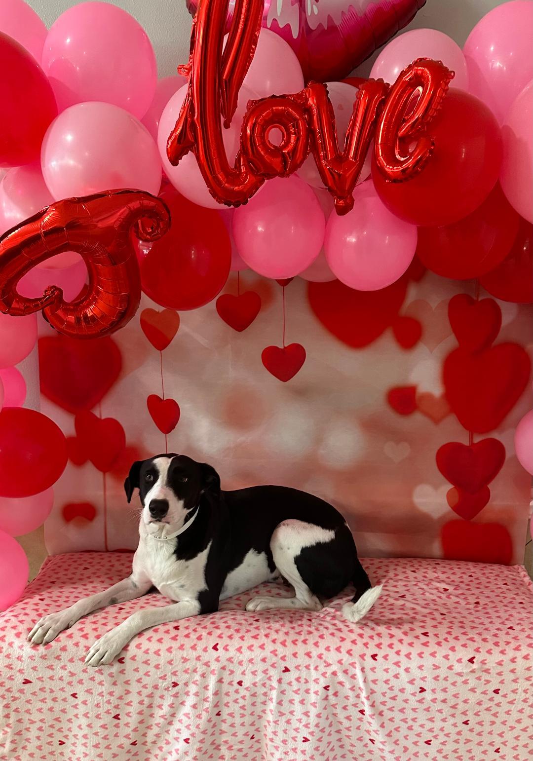 Oreo, a ADOPTABLE Labrador Retriever in Houston, TX image 2/2