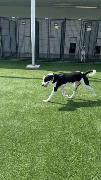 Enlarge Oreo, an adoptable Labrador Retriever in Houston, TX video 6/6