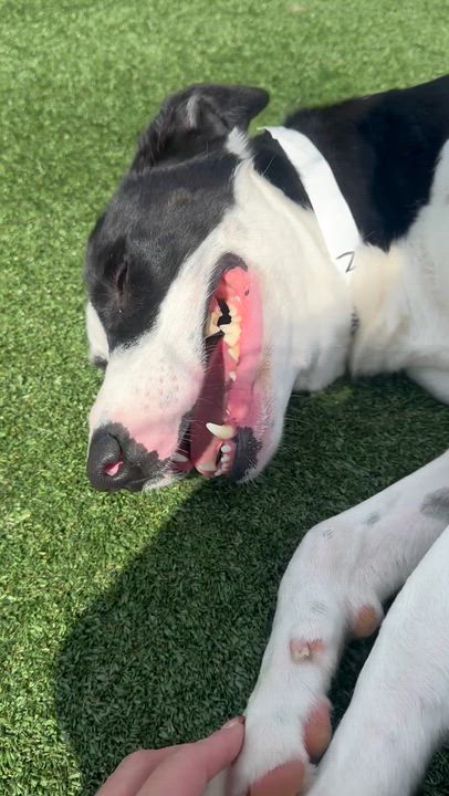 Enlarge Oreo, an adoptable Labrador Retriever in Houston, TX video 5/6