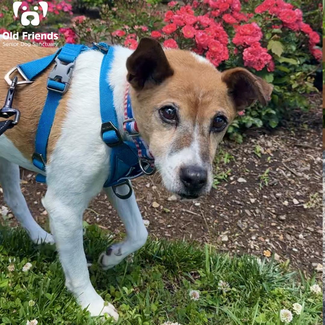 Henry, Adoptable, Senior Male Jack Russell Terrier.