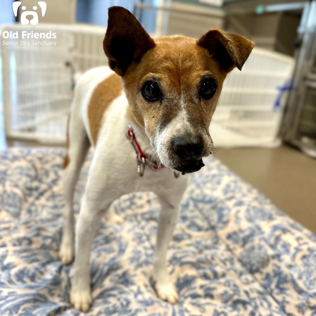 Henry, a Adoptable mixed breed in Mount Juliet, TN image 2/2