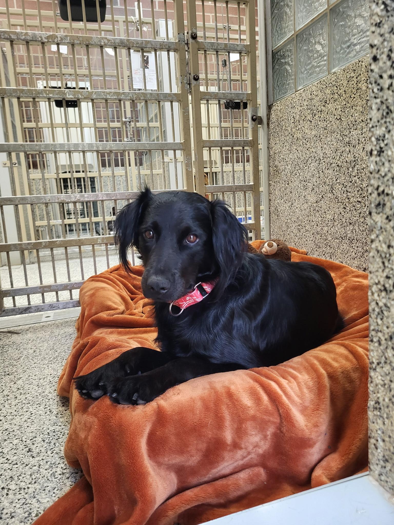 Oliver, an adopted mixed breed in Monroe, OH image 4/4