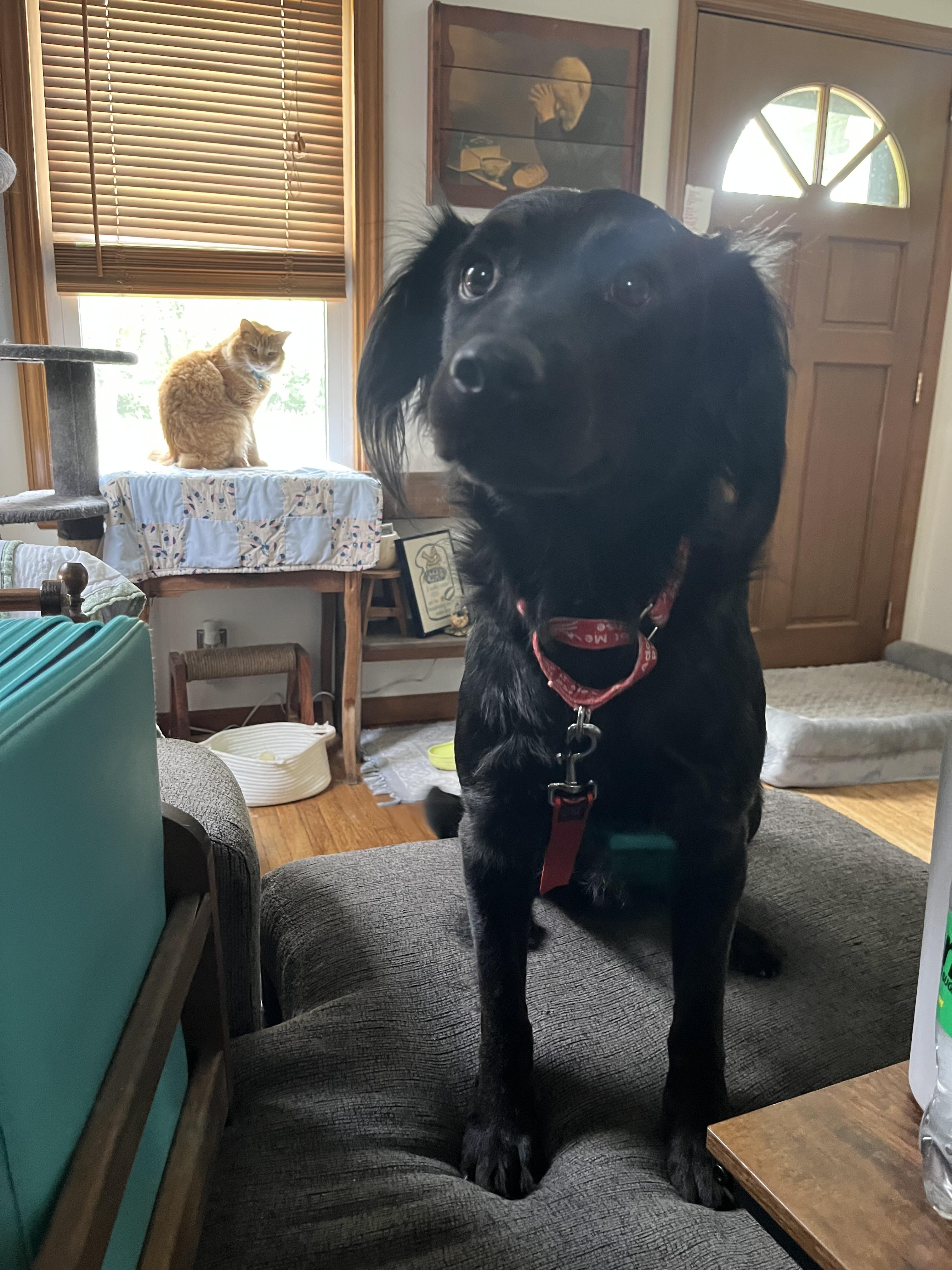 Oliver, an adopted mixed breed in Monroe, OH image 3/4