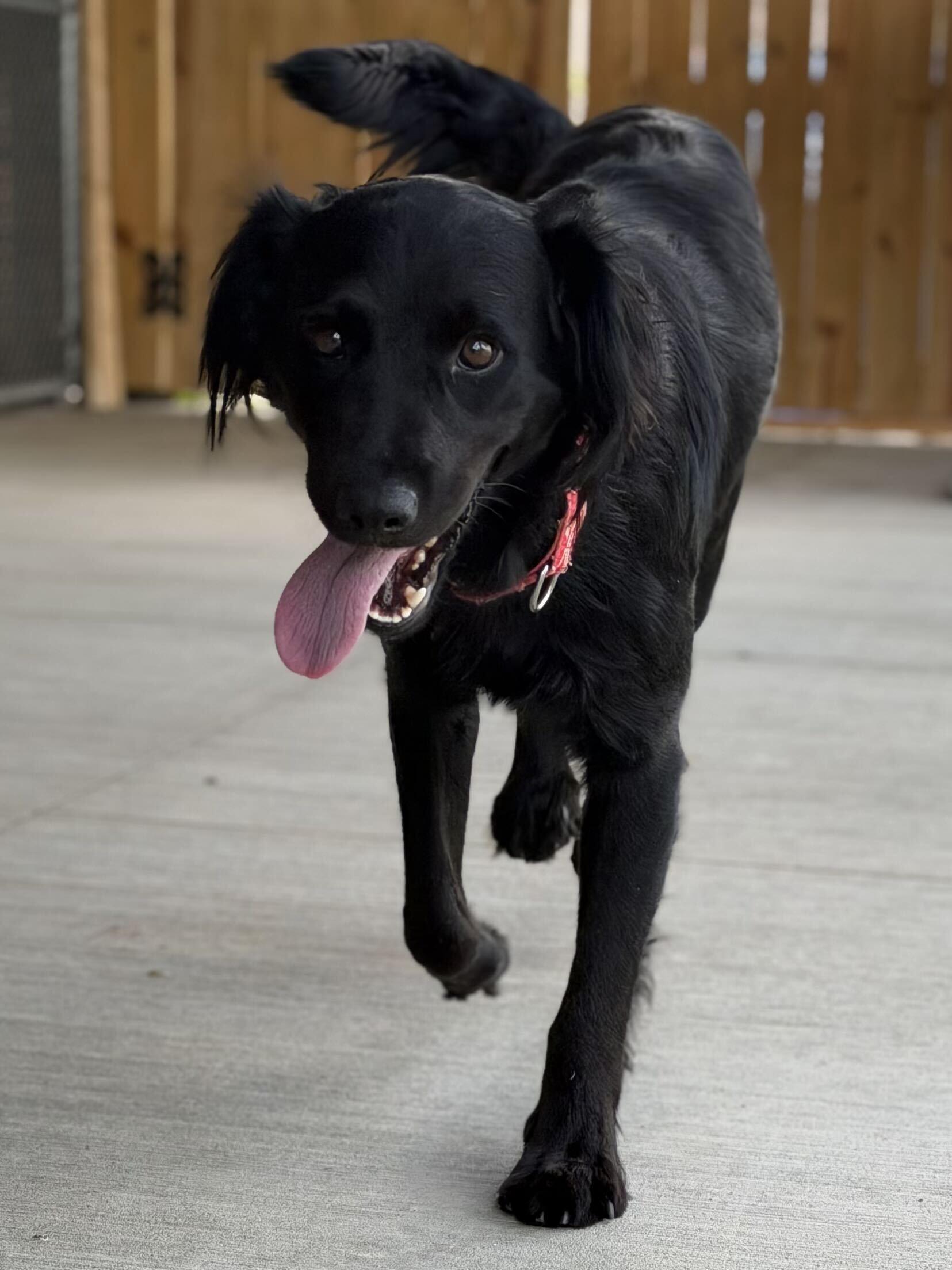 Oliver, a ADOPTABLE Flat-Coated Retriever in Monroe, OH image 2/2