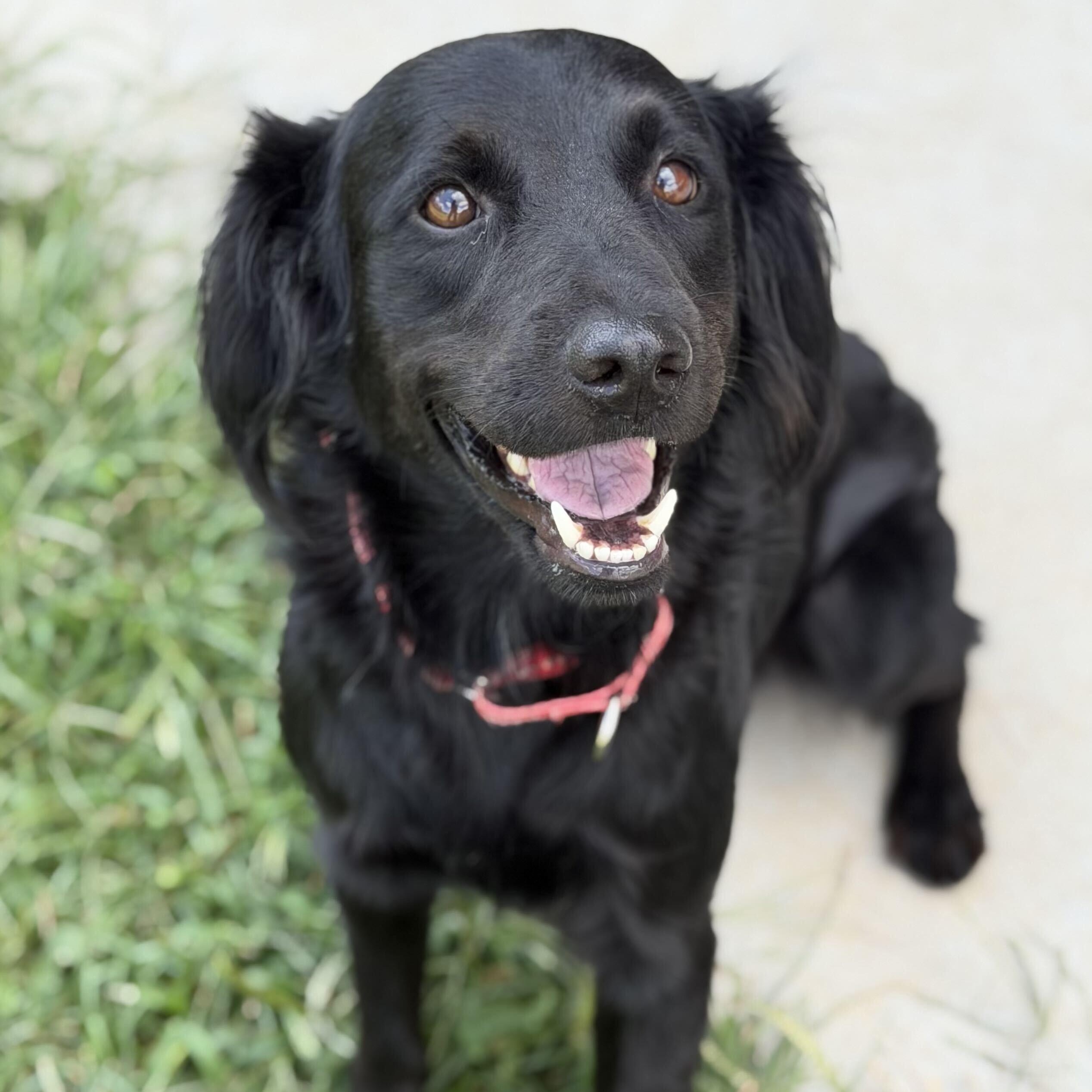 Oliver, ADOPTABLE, Adult Male Flat-Coated Retriever.
