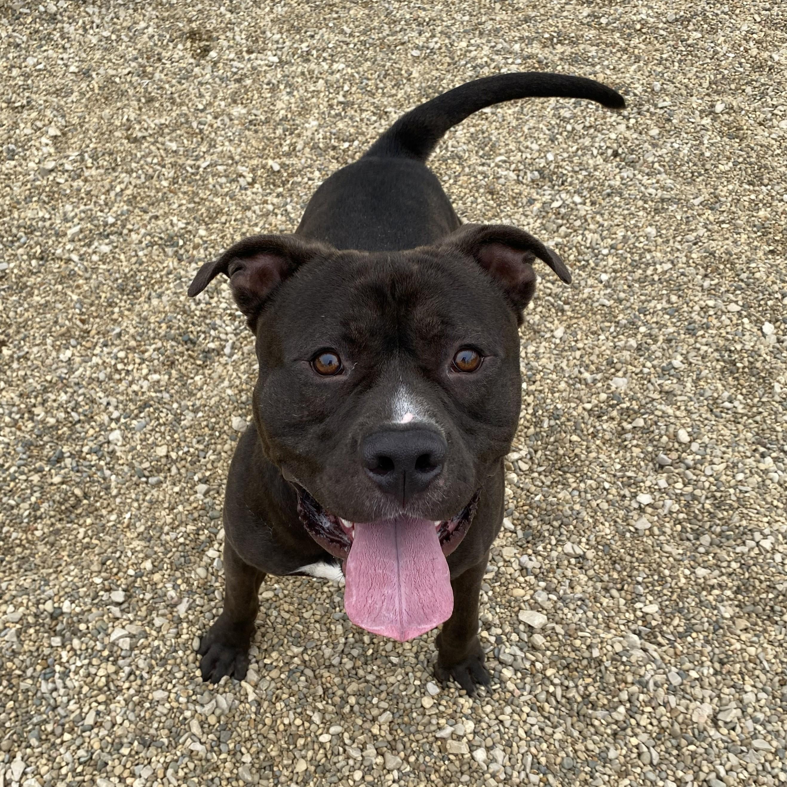 Enlarge Chaos, a ADOPTABLE Pit Bull Terrier in Allegan, MI image 6/6