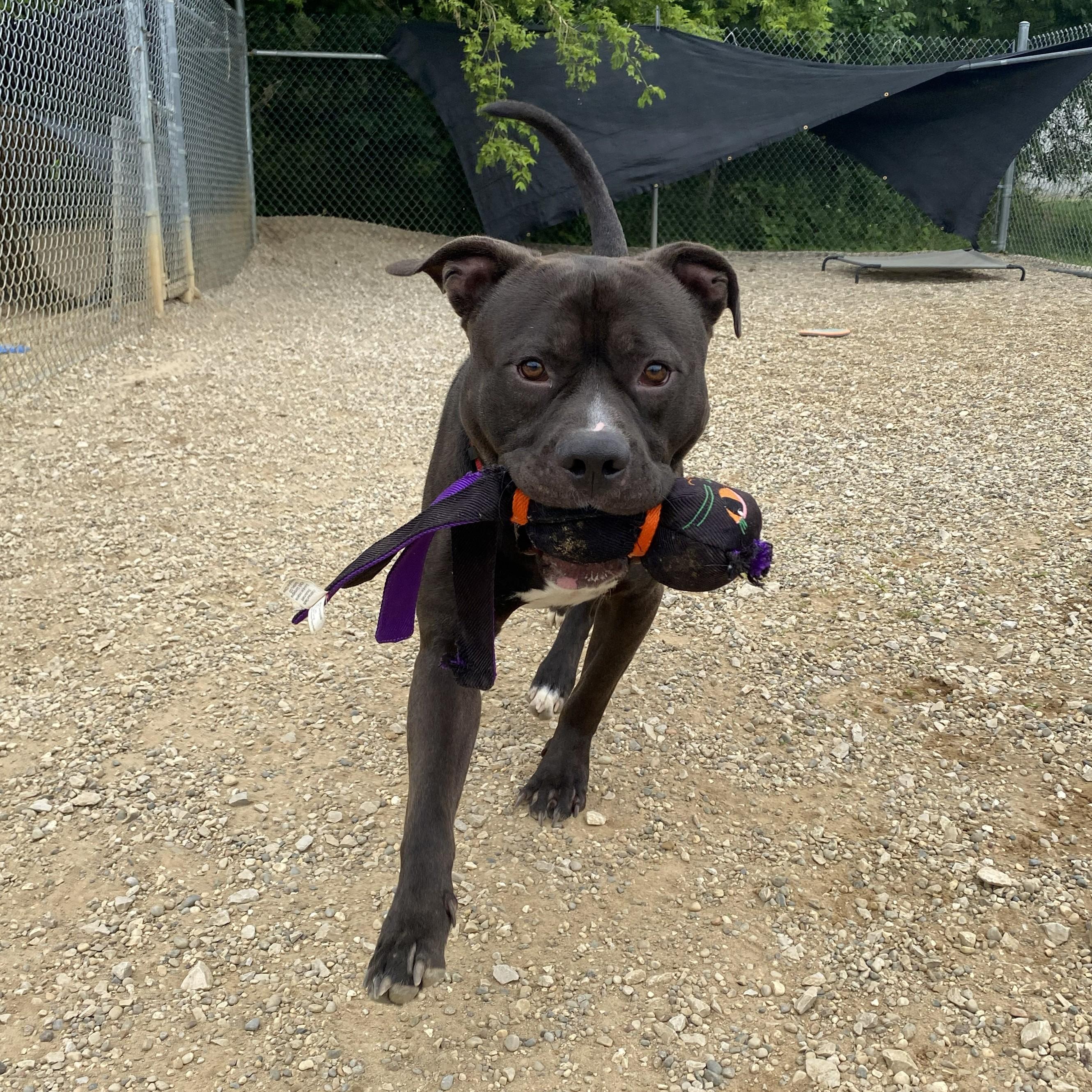 Chaos, a ADOPTABLE Pit Bull Terrier in Allegan, MI image 6/6