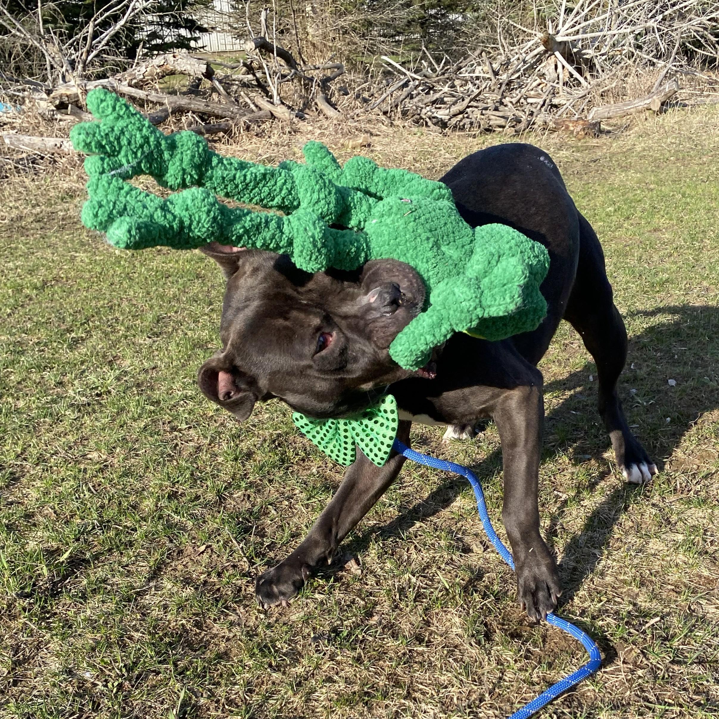 Enlarge Chaos, a ADOPTABLE Pit Bull Terrier in Allegan, MI image 4/6