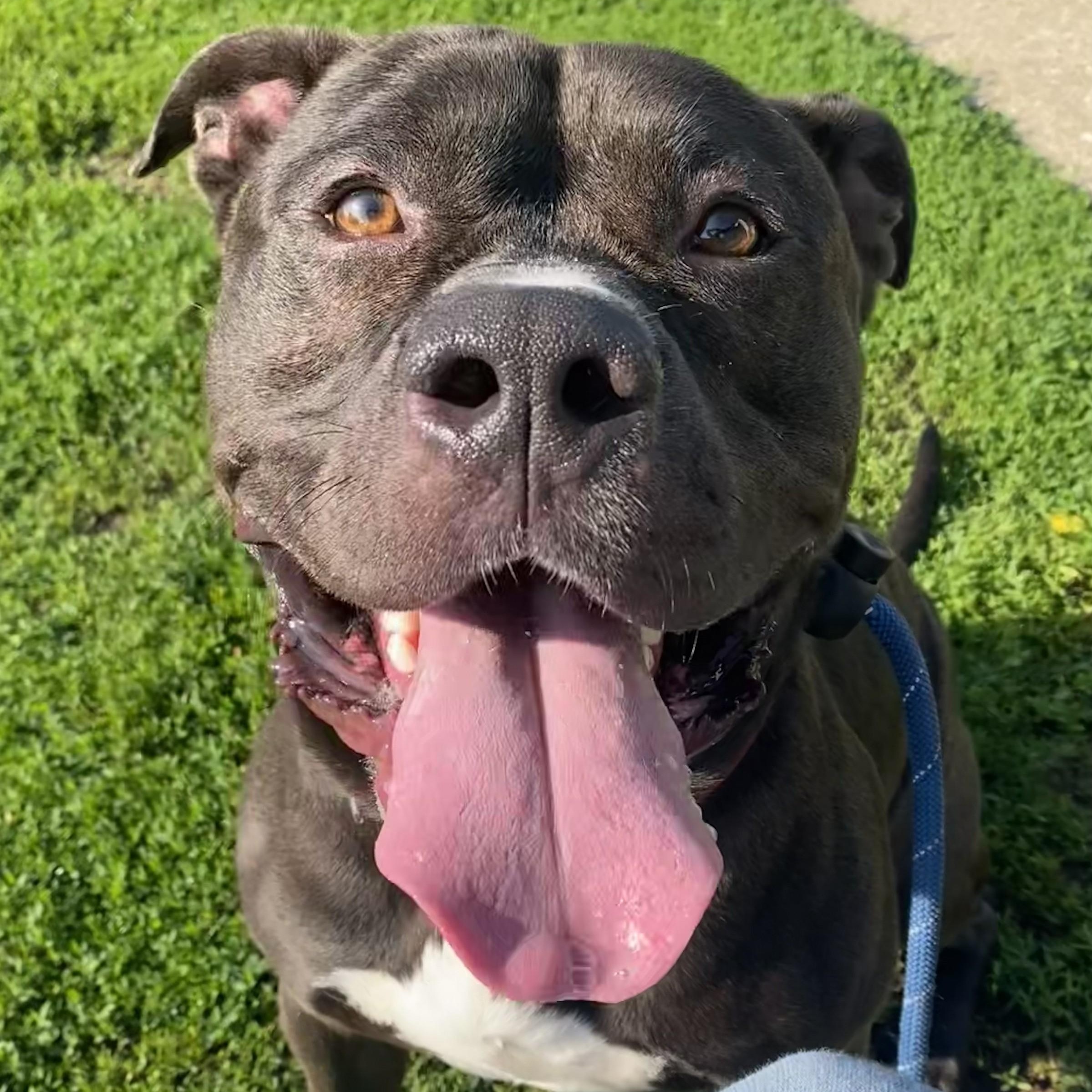 Chaos, a ADOPTABLE Pit Bull Terrier in Allegan, MI image 4/6