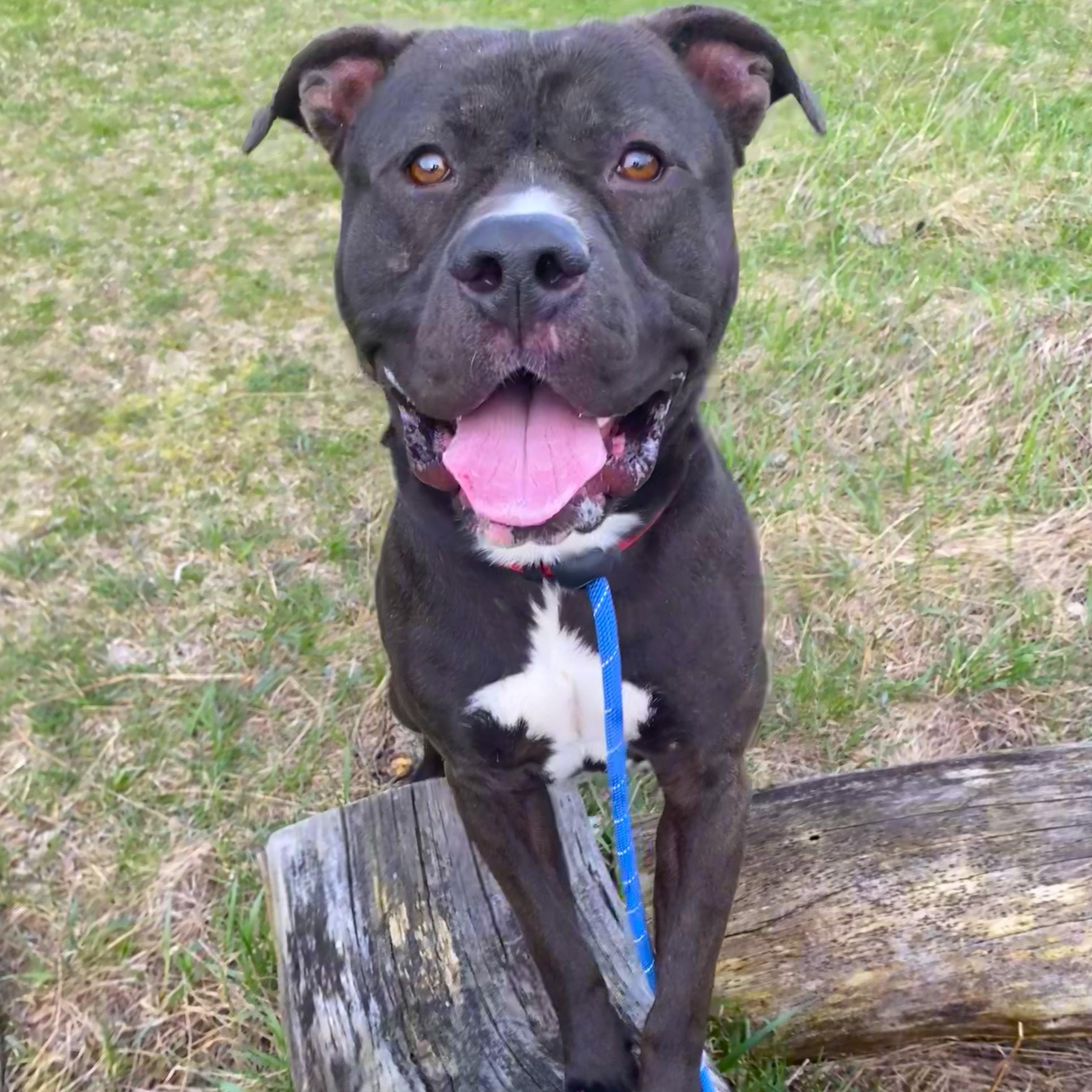 Enlarge Chaos, a ADOPTABLE Pit Bull Terrier in Allegan, MI image 2/6