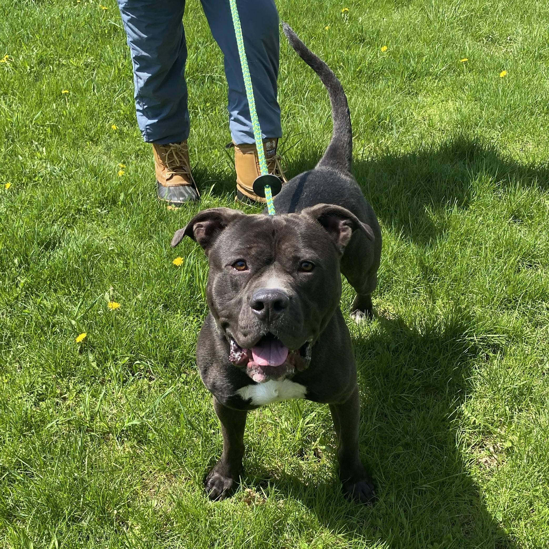 Enlarge Chaos, a ADOPTABLE Pit Bull Terrier in Allegan, MI image 6/6