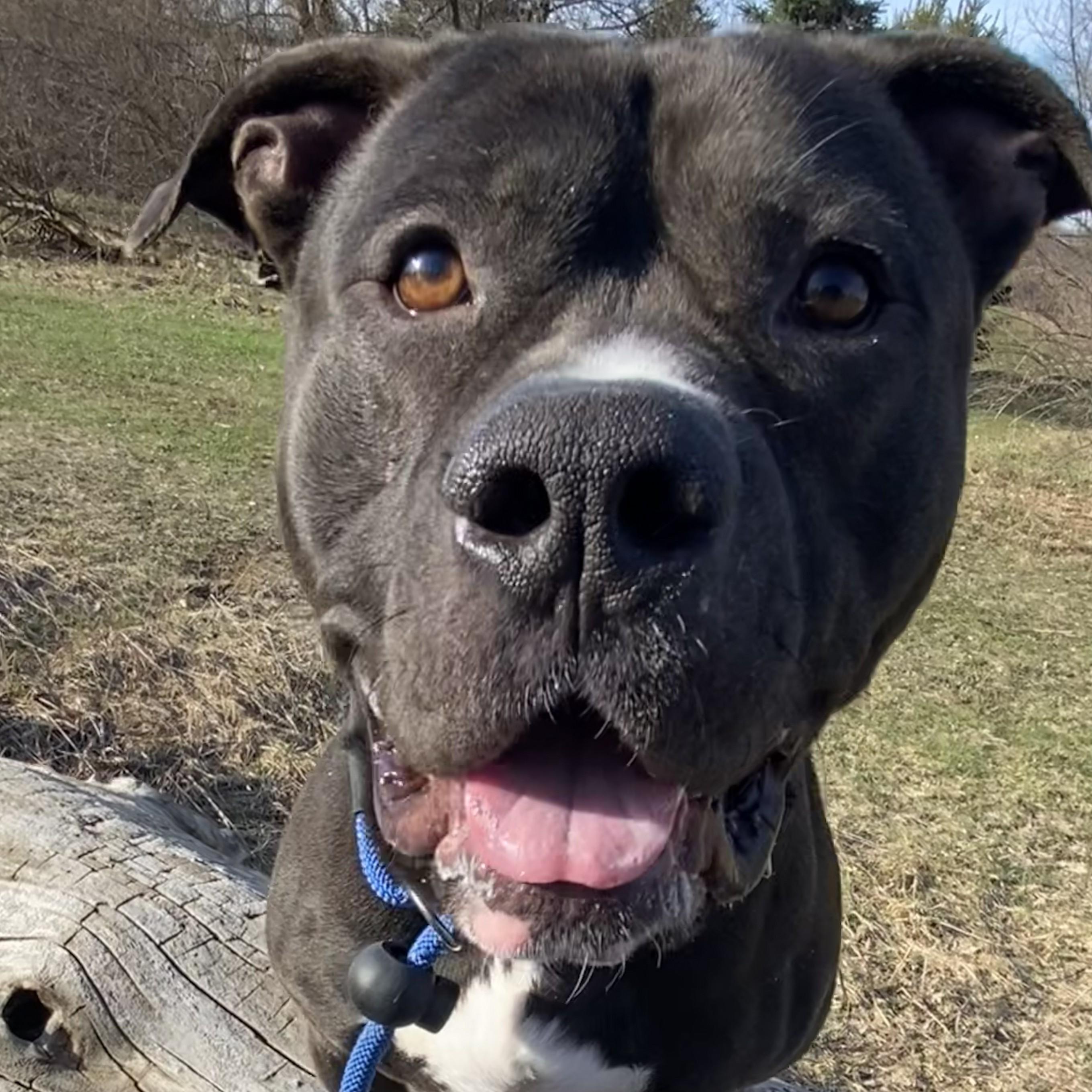 Enlarge Chaos, a ADOPTABLE Pit Bull Terrier in Allegan, MI image 5/6
